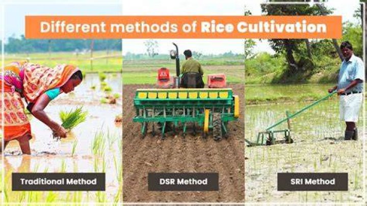 How to explain cultivation?