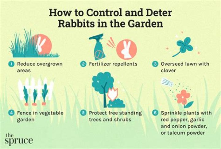 How to stop rabbits eating vegetable garden?