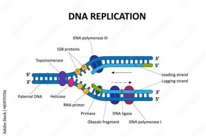 In dna replication the deoxyribonucleotide triphosphate?