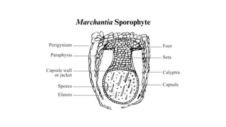 In marchantia spores are?