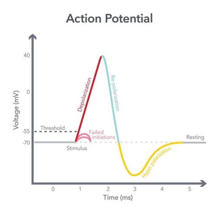 In monophasic action potential?