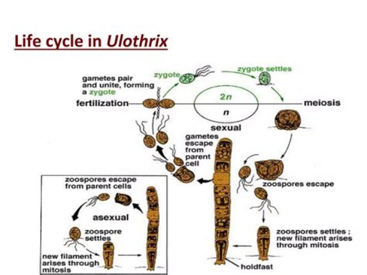 In ulothrix meiosis occurs in?