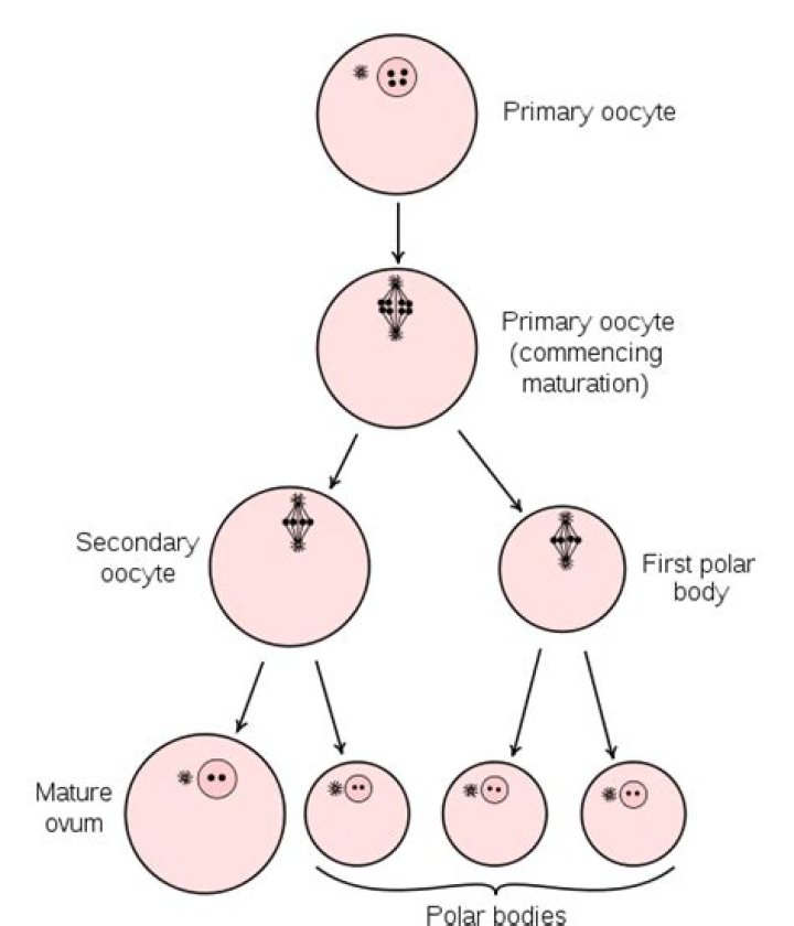 In what period of gametogenesis where synapses can be observed?