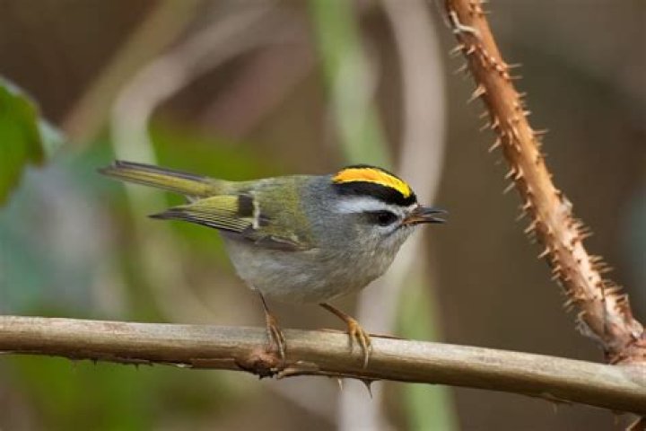 Is a golden crowned kinglet a herbivore?