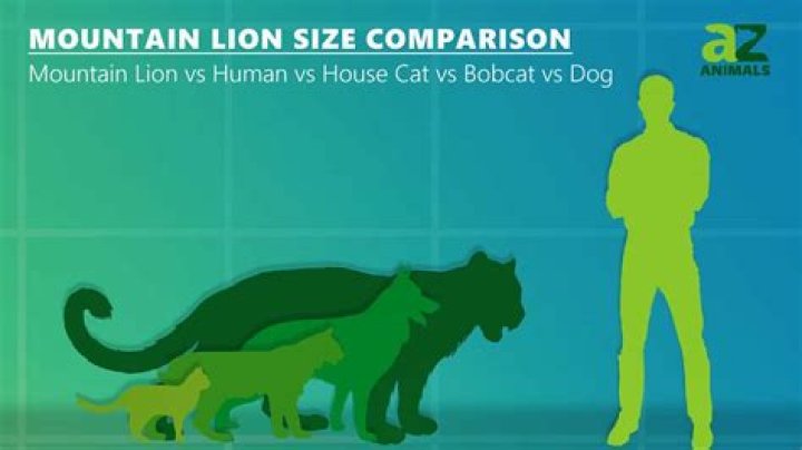 Is a mountain lion a big cat?