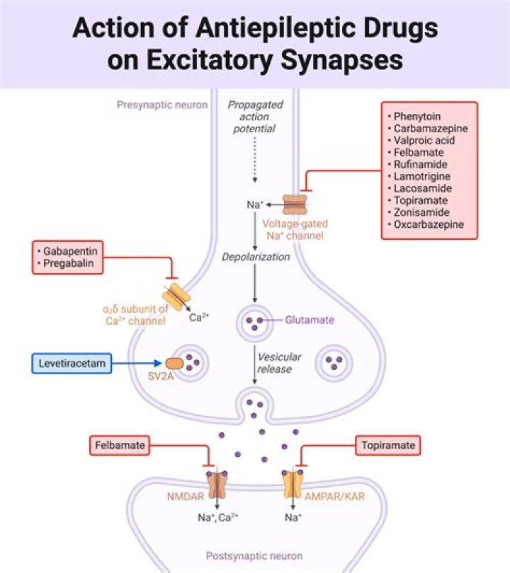 Is antiepileptic drugs a teratogen?