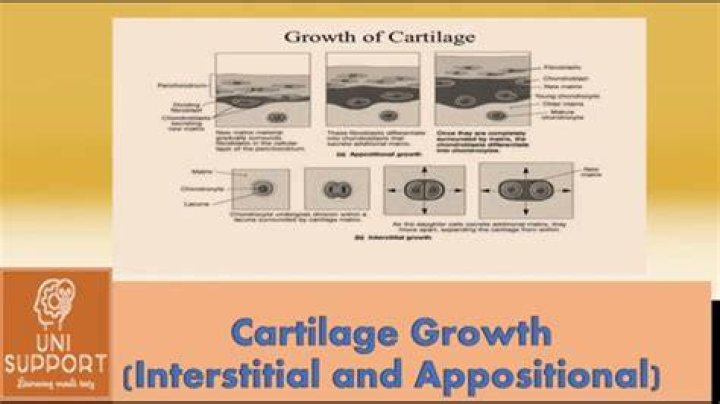 Is cartilage growth appositional?