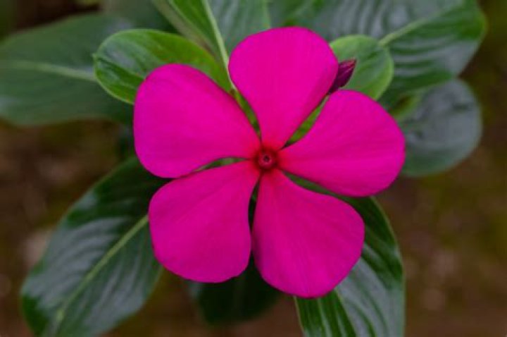 Is catharanthus roseus poisonous to dogs?