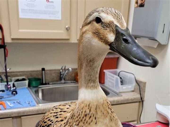 Is duck bad for you?