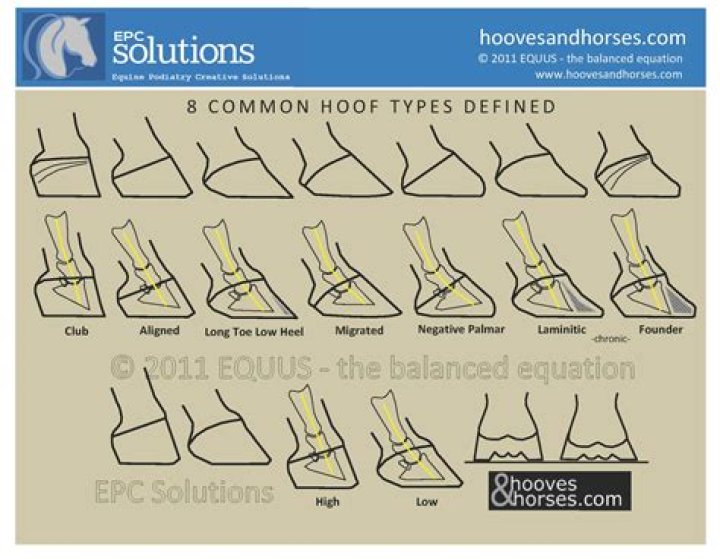 Is hoof a real word?