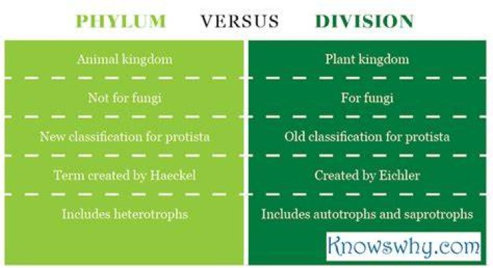 Is phylum and division the same?