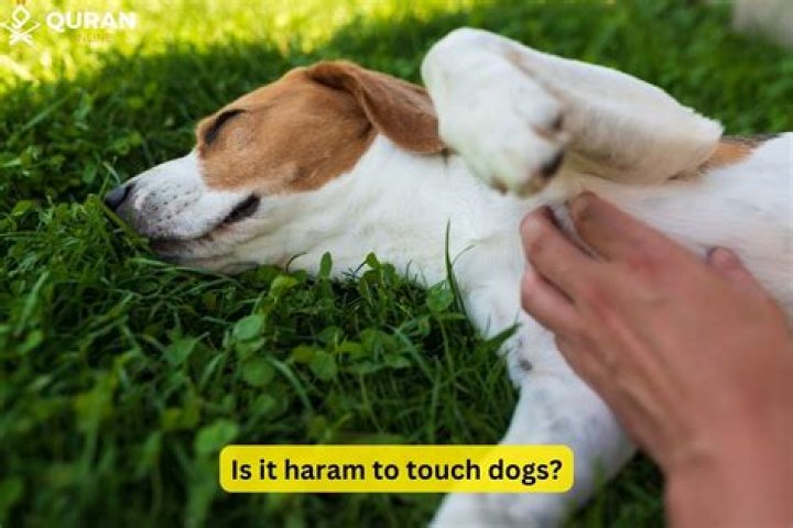 Is touching a dog haram?