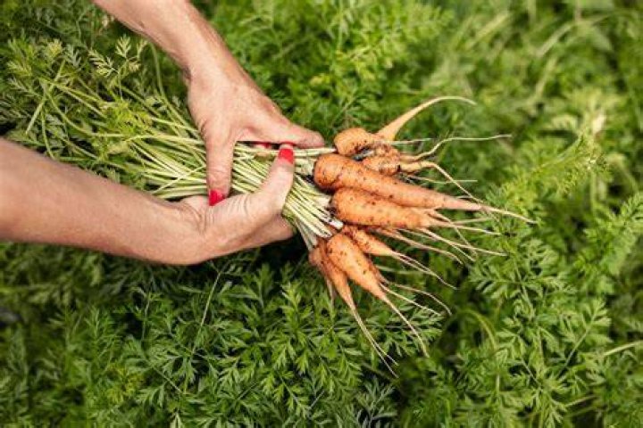 Should carrots be bendy?