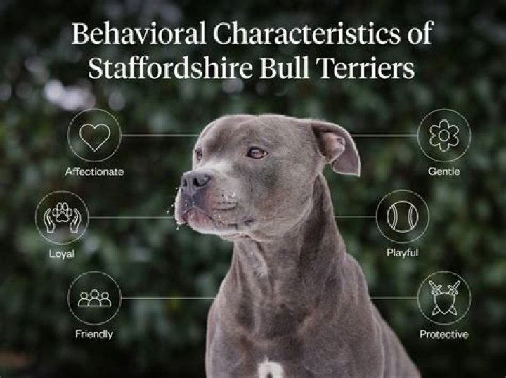 Should i get a staffordshire bull terrier?