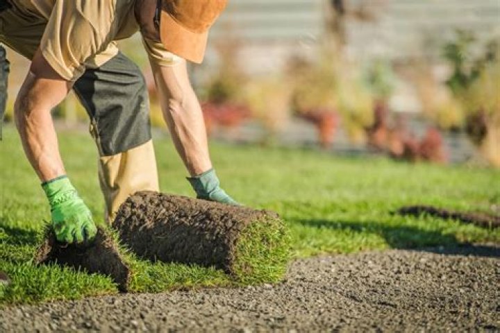 Should i roll my lawn after sodding?