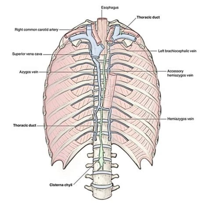 What's the saclike structure around the heart?