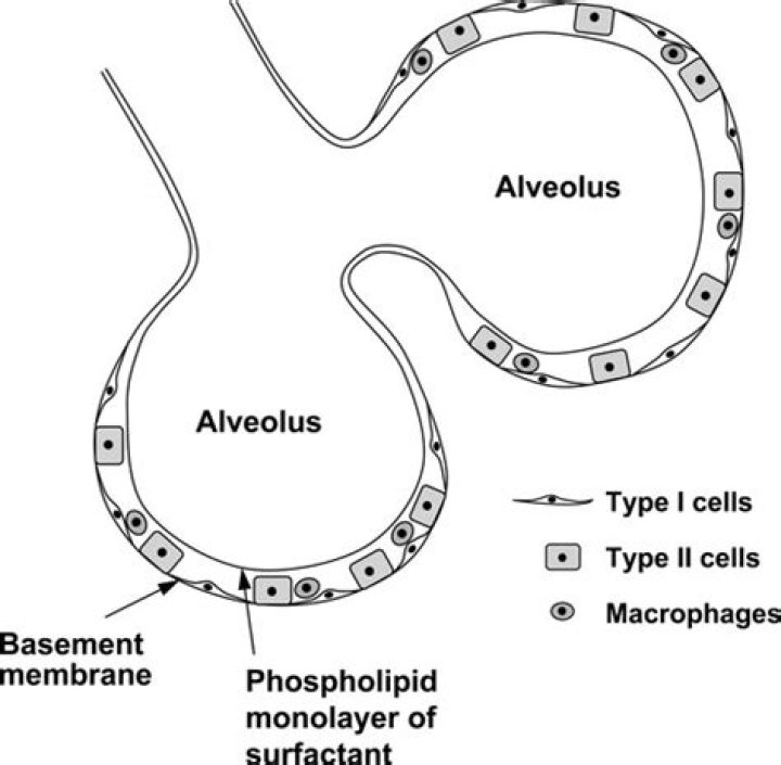 What alveolar cells produce surfactant?