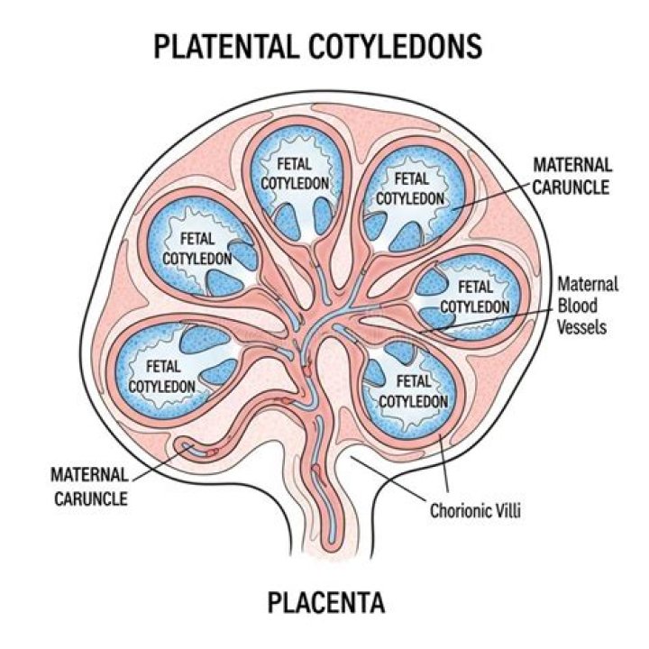 What are cotyledons in placenta?