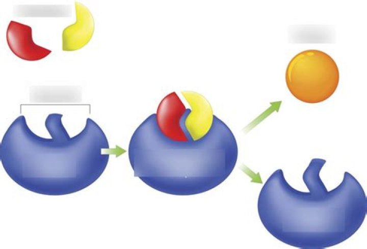 What are enzymes quizlet?