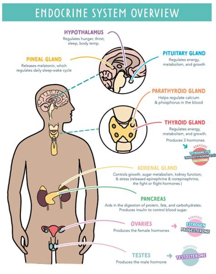 What are the 7 hormones?