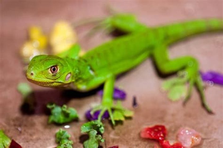 What do baby iguanas eat?
