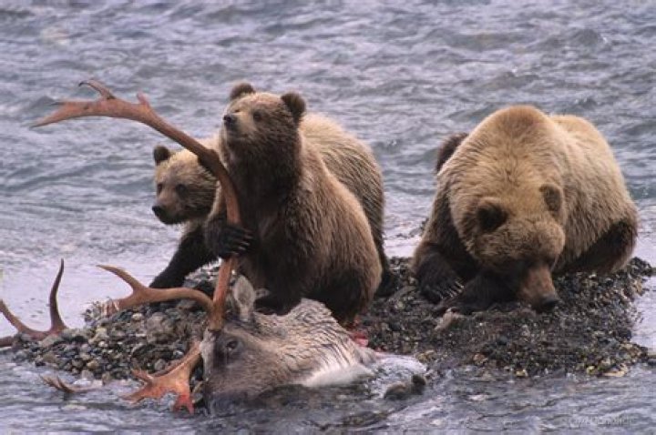 What do caribou do?