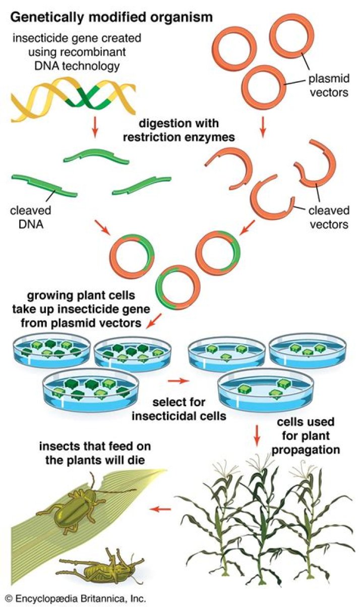 What does it mean to be genetically predisposed?