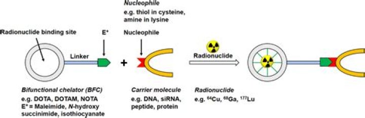 What does radiolabeling do?
