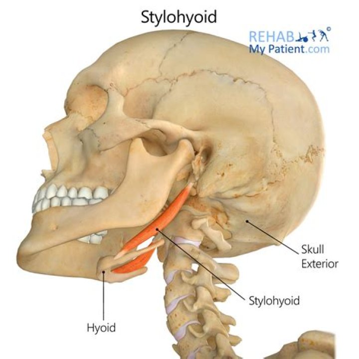 What does stylohyoid mean in anatomy?