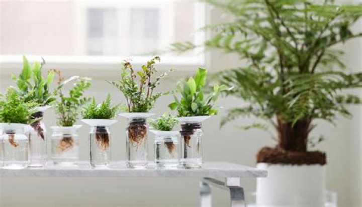 What does the word fernery meaning?