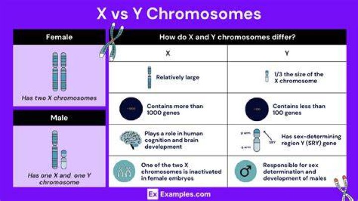 What does x chromosome determine?