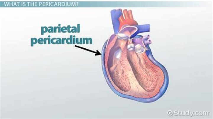 What function does the pericardial sac have?