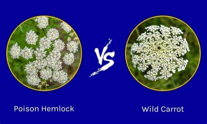 What hemlock is poisonous?