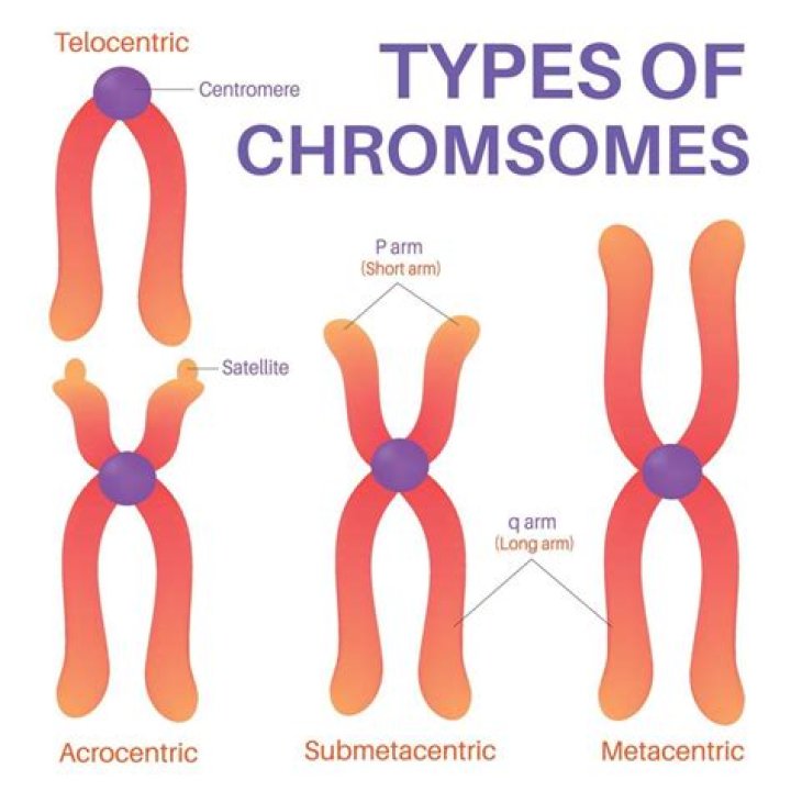 What is chromosome heteromorphism?