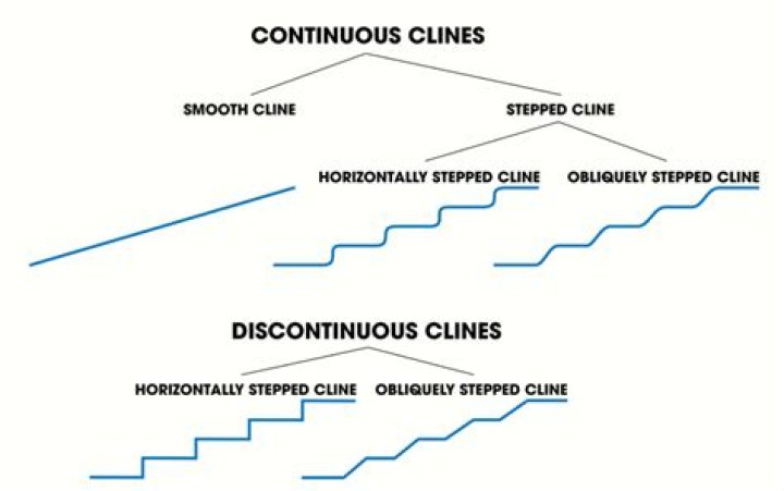 What is clines examples?