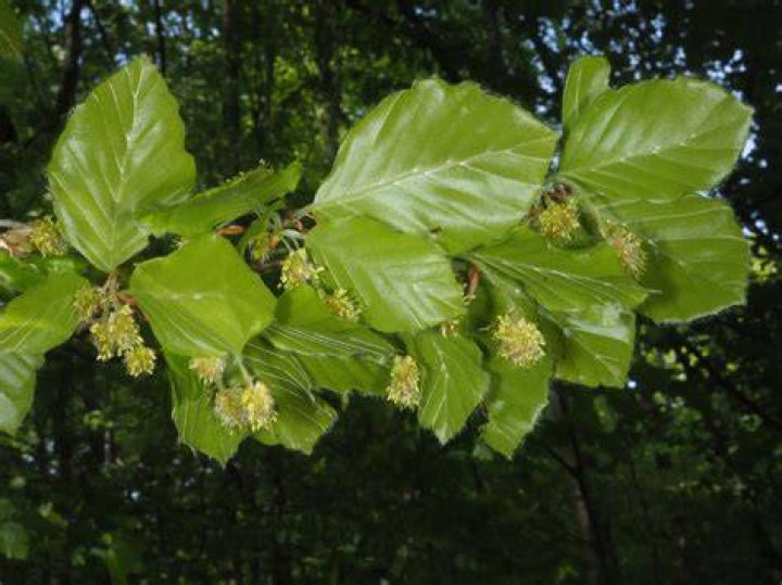 What is fagus in latin?