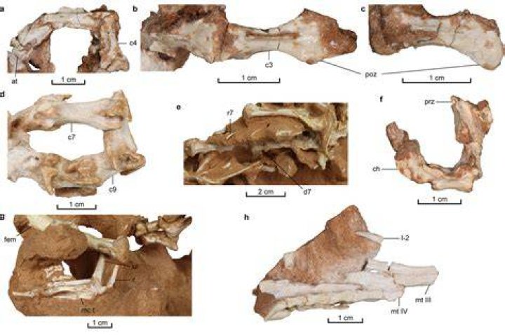 What is holotype in biology?