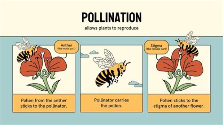 What is pollination in simple words?