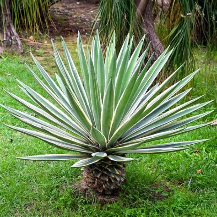 What is sisal made of?