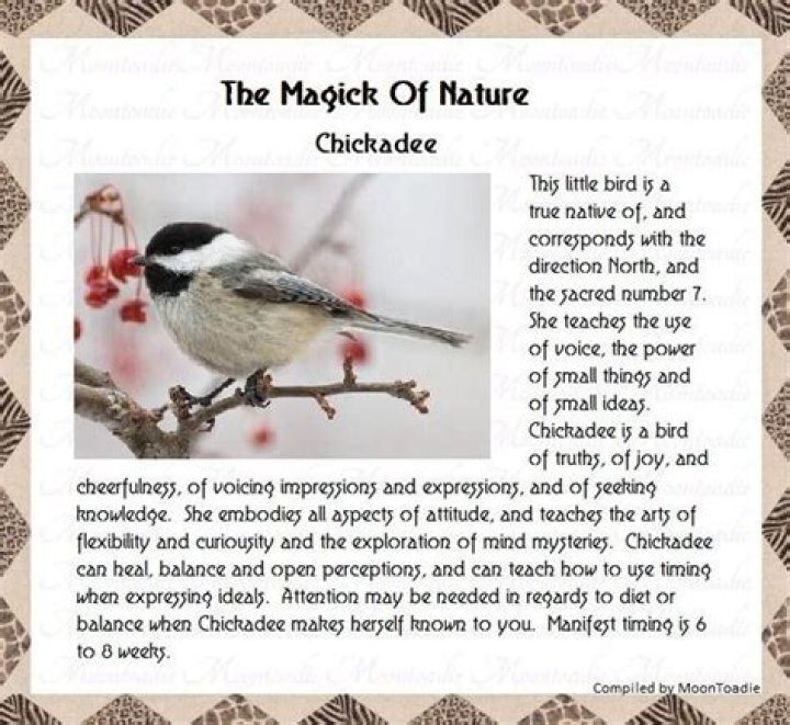 What is the meaning of a chickadee?