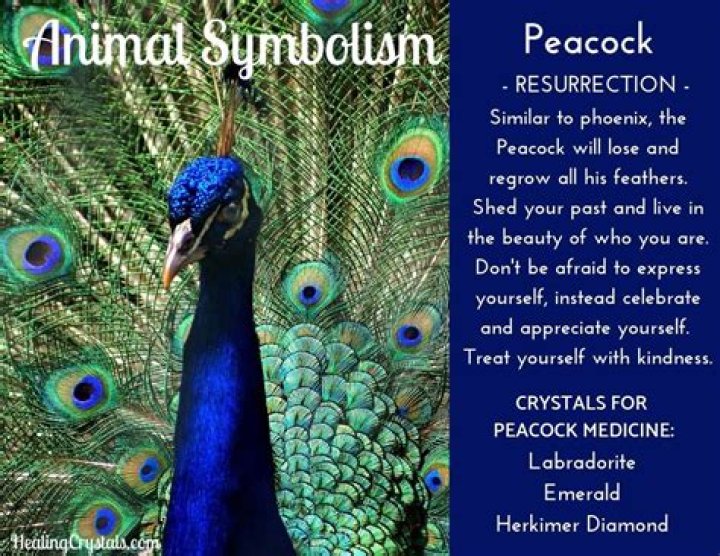 What is the meaning of peacocking?