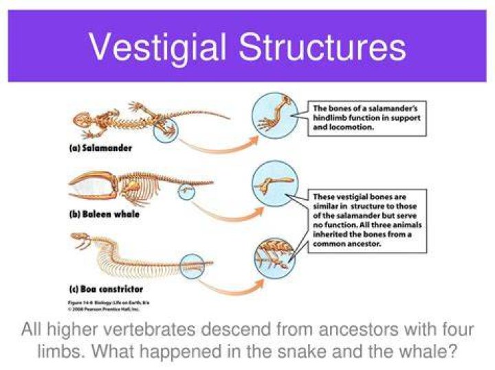 What is vestigial selection?