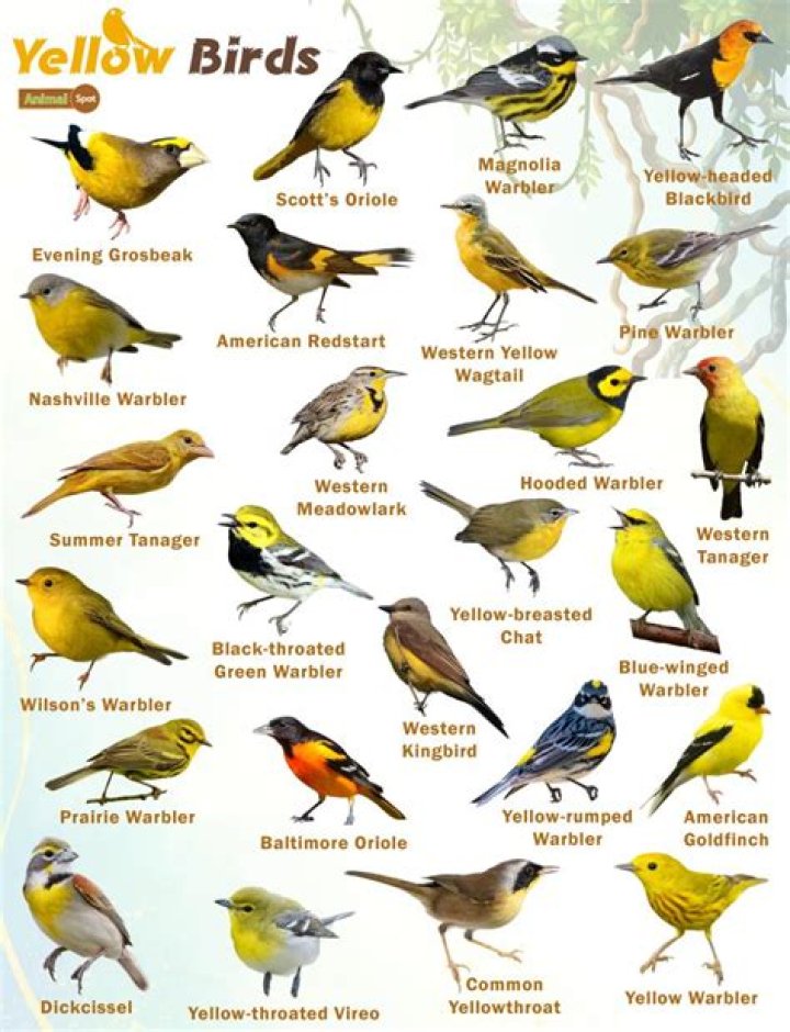 What kind of bird has yellow tipped tail feathers?