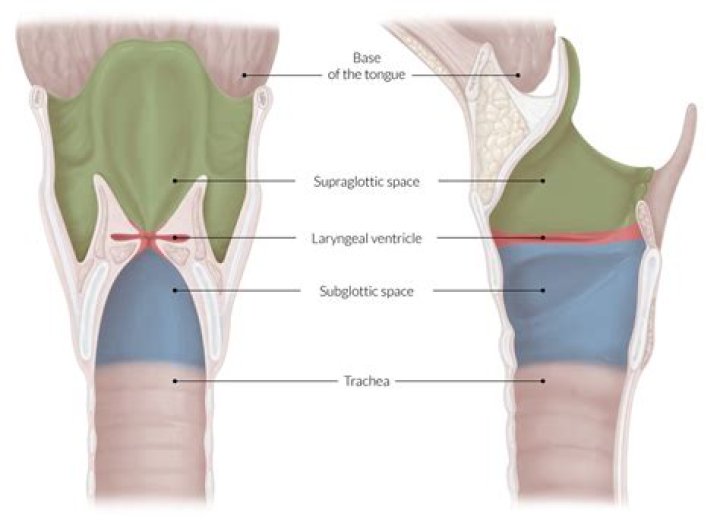 What mucous membranes extend from the walls of the larynx?