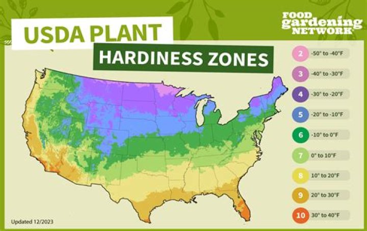 What zone is lamium?