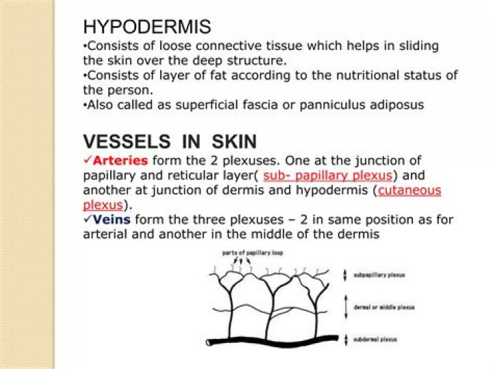 Whats another word for hypodermis?