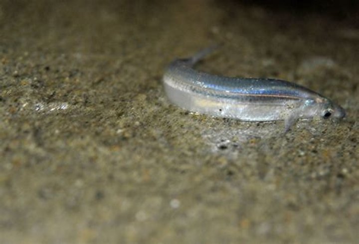 Whats does grunion mean?
