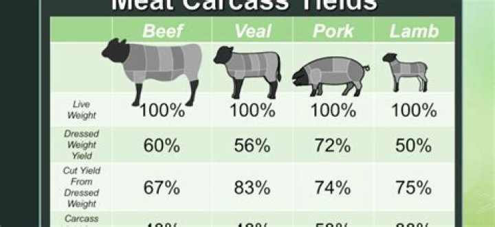 When a gilt is slaughtered what is the weight of the carcass?