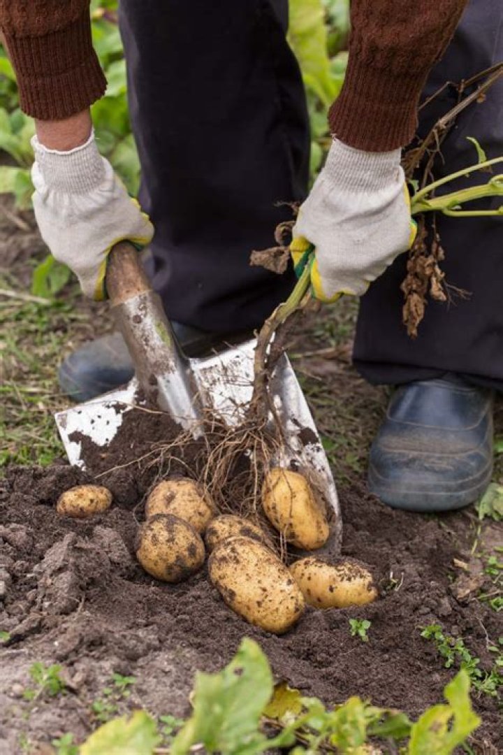 When are potatoes earthed up?