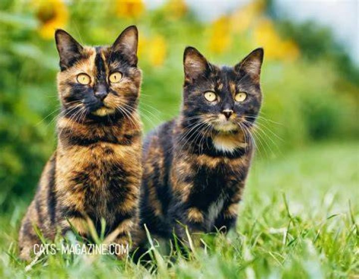 When are tortoiseshell cats fully grown?